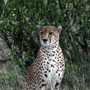 Preview wallpaper leopard, big cat, predator, spots, grass
