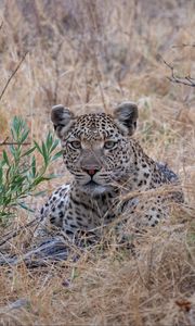 Preview wallpaper leopard, big cat, predator, savannah
