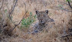 Preview wallpaper leopard, big cat, predator, savannah