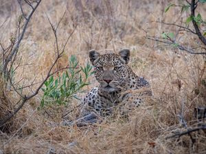 Preview wallpaper leopard, big cat, predator, savannah