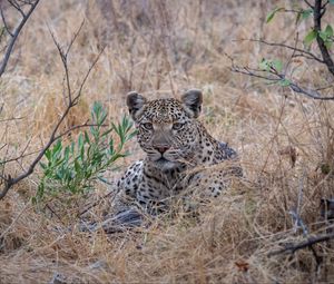 Preview wallpaper leopard, big cat, predator, savannah