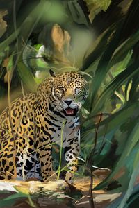 Preview wallpaper leopard, big cat, predator, art