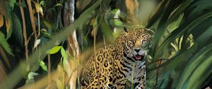 Preview wallpaper leopard, big cat, predator, art