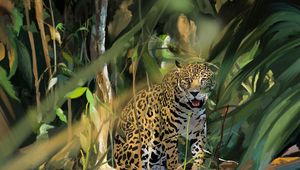 Preview wallpaper leopard, big cat, predator, art
