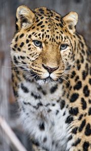 Preview wallpaper leopard, big cat, predator, glance, face