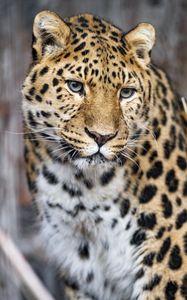 Preview wallpaper leopard, big cat, predator, glance, face
