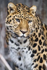 Preview wallpaper leopard, big cat, predator, glance, face