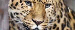 Preview wallpaper leopard, big cat, predator, glance, face