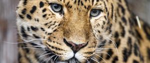 Preview wallpaper leopard, big cat, predator, glance, face