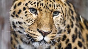 Preview wallpaper leopard, big cat, predator, glance, face