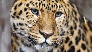 Preview wallpaper leopard, big cat, predator, glance, face