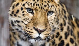 Preview wallpaper leopard, big cat, predator, glance, face