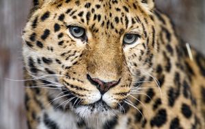 Preview wallpaper leopard, big cat, predator, glance, face