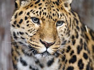 Preview wallpaper leopard, big cat, predator, glance, face