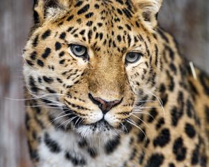 Preview wallpaper leopard, big cat, predator, glance, face