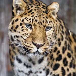 Preview wallpaper leopard, big cat, predator, glance, face