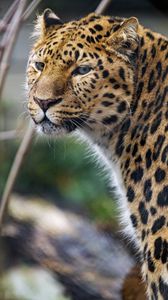 Preview wallpaper leopard, big cat, predator, glance, spots
