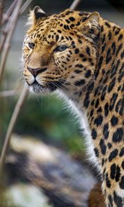 Preview wallpaper leopard, big cat, predator, glance, spots