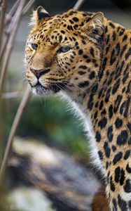 Preview wallpaper leopard, big cat, predator, glance, spots