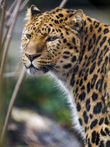 Preview wallpaper leopard, big cat, predator, glance, spots