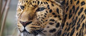 Preview wallpaper leopard, big cat, predator, glance, spots