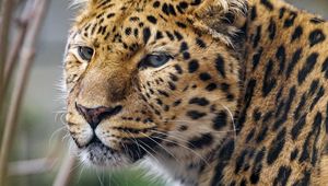 Preview wallpaper leopard, big cat, predator, glance, spots