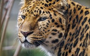 Preview wallpaper leopard, big cat, predator, glance, spots