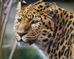 Preview wallpaper leopard, big cat, predator, glance, spots