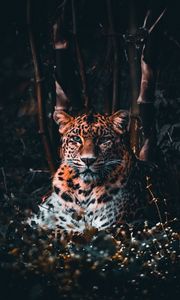 Preview wallpaper leopard, big cat, predator, glance, grass