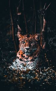 Preview wallpaper leopard, big cat, predator, glance, grass