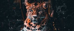 Preview wallpaper leopard, big cat, predator, glance, grass