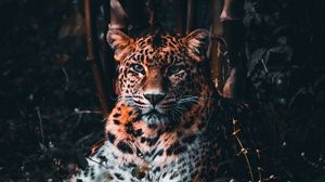 Preview wallpaper leopard, big cat, predator, glance, grass