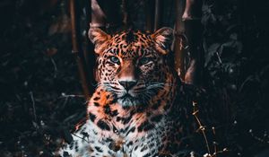 Preview wallpaper leopard, big cat, predator, glance, grass