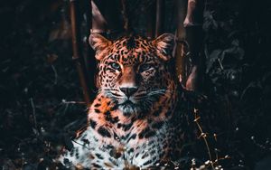 Preview wallpaper leopard, big cat, predator, glance, grass