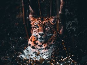 Preview wallpaper leopard, big cat, predator, glance, grass