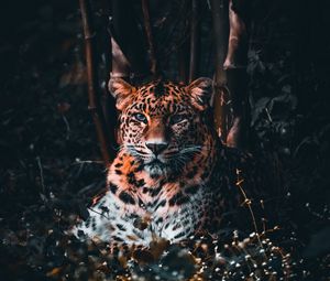 Preview wallpaper leopard, big cat, predator, glance, grass