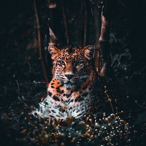 Preview wallpaper leopard, big cat, predator, glance, grass