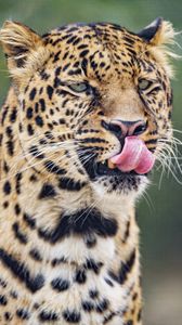 Preview wallpaper leopard, big cat, predator, protruding tongue