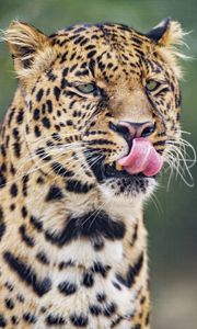 Preview wallpaper leopard, big cat, predator, protruding tongue