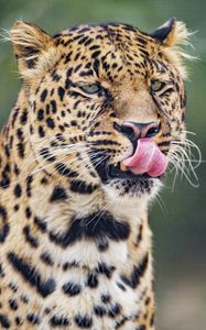 Preview wallpaper leopard, big cat, predator, protruding tongue
