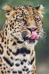 Preview wallpaper leopard, big cat, predator, protruding tongue