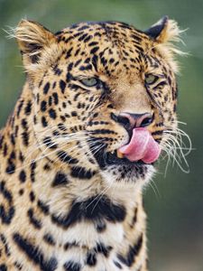 Preview wallpaper leopard, big cat, predator, protruding tongue