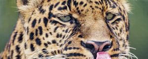 Preview wallpaper leopard, big cat, predator, protruding tongue