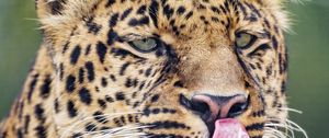 Preview wallpaper leopard, big cat, predator, protruding tongue