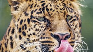 Preview wallpaper leopard, big cat, predator, protruding tongue