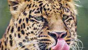Preview wallpaper leopard, big cat, predator, protruding tongue