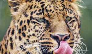 Preview wallpaper leopard, big cat, predator, protruding tongue