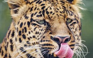 Preview wallpaper leopard, big cat, predator, protruding tongue