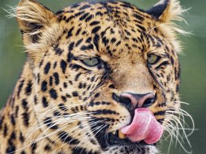 Preview wallpaper leopard, big cat, predator, protruding tongue