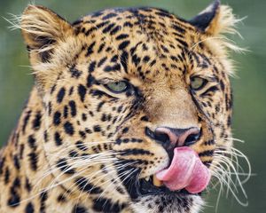 Preview wallpaper leopard, big cat, predator, protruding tongue